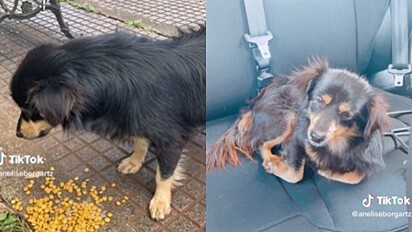 Cachorro foi abandonado por tutores na fronteira entre Brasil e Argentina. 