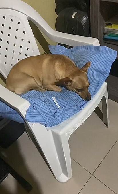 O canino está deitado em cima da cadeira