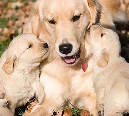 Mamãe golden e seus dois filhotes