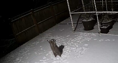 O animal tentando agarrar a neve com as patinhas.