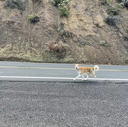 O cão foi abandonado na beira da estrada.
