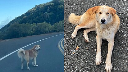 Mulher encontra cachorro dócil abandonado em beira de estrada.