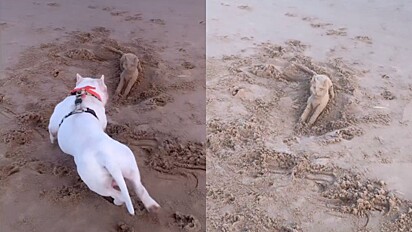 O cão acabou fazendo uma amizade com um gato de areia durante passeio em praia.