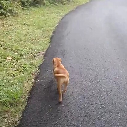 A cadela corria desesperada pela estrada.