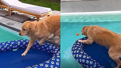 Cão tem ideia genial para pegar sua bolinha na piscina e não se molhar.