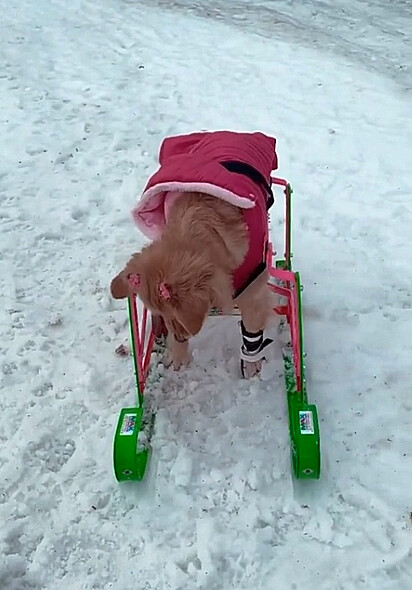 A canina está brincando com a neve
