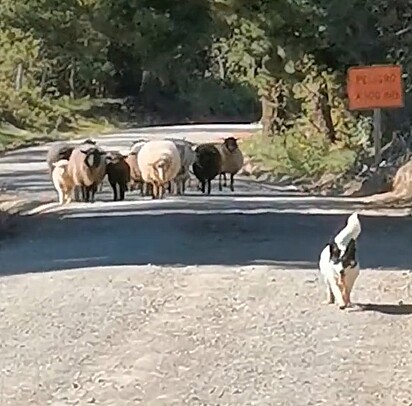 O cão conduzindo as ovelhas.