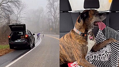 Homem persuade cão desaparecido a entrar no carro para devolvê-lo a família.