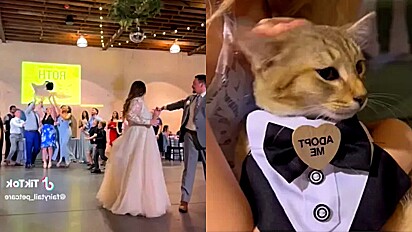 Incentivando adoção, casal lança gato de pelúcia ao invés de buquê para o convidado que pegar adotá-lo.