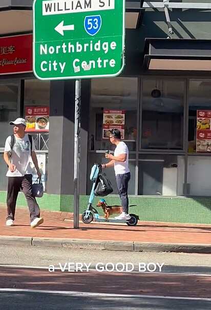 O tutor conduzindo a scooter e o cão sentadinho.