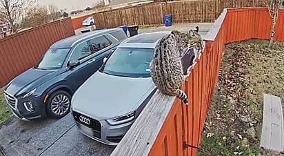 A mulher avistou o animal pela sua câmera de segurança.