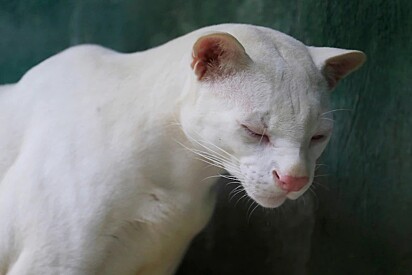 Jaguatirica albina