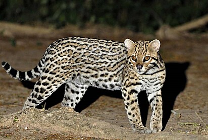 A jaguatirica está caçando no meio da noite