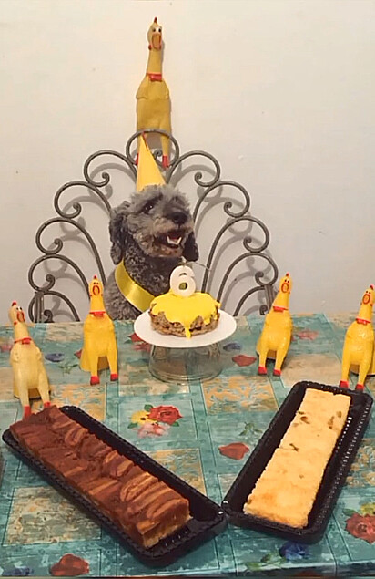 Fred está feliz em sua festa de aniversário