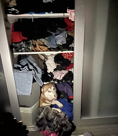 A pet se escondendo no armário.