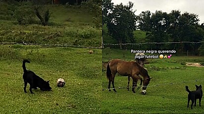 Cão é flagrado ensinando cavalos a jogarem futebol.