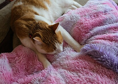 O felino está tentando mamar no cobertor