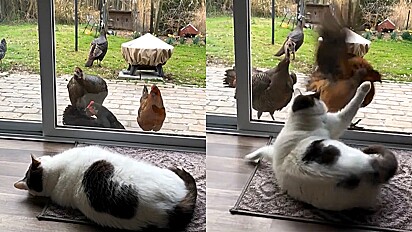 Gato tem reação hilária após ser incomodado por galinhas durante seu descanso.