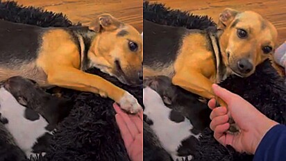 Cachorra resgatada adora que seus socorristas segurem a sua pata enquanto amamenta.