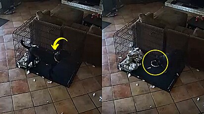 Cena estranha de coleira sendo removida de cachorro por fantasma choca internautas.