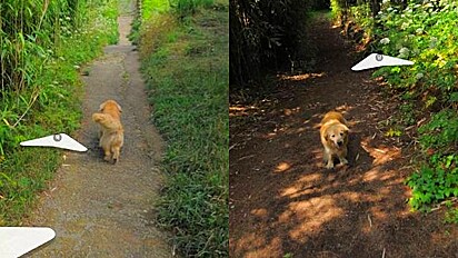 Cão golden retriever é visto em mais de 1.000 fotos no Google Street View.