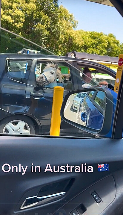 O animal está no banco traseiro do carro