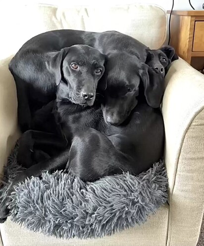 Os caninos estão deitados no sofá