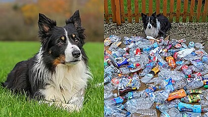 Cão recolhe mais de 1.000 garrafas plásticas no ano passado durante suas caminhadas.
