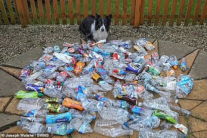 O cão recolheu mais de 1.000 garrafas no ano passado.