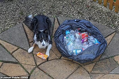 Os tutores começaram a carregara uma sacola de lixo durante as caminhadas para recolher as garrafas que o cão catava.