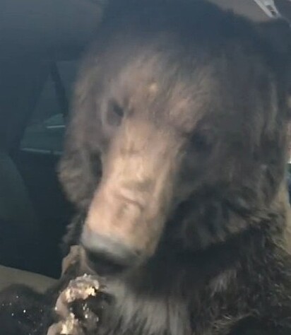Urso parece comer um salgadinho dentro do veículo. 