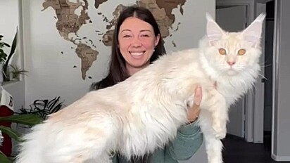 Gato pode ser considerado o maior do mundo. 