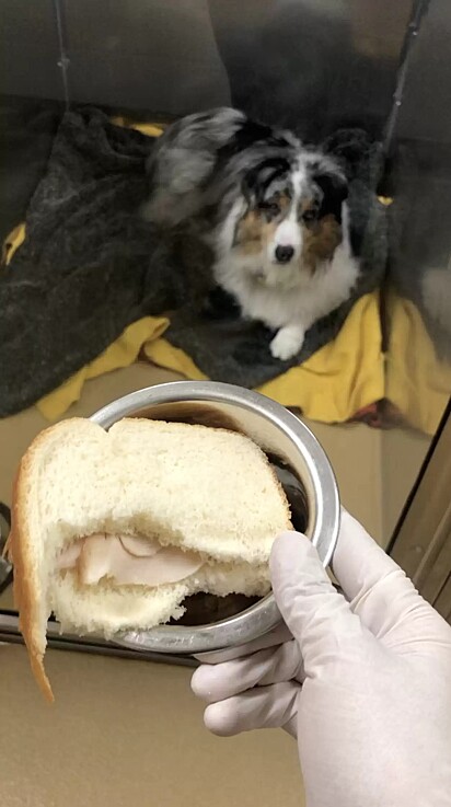Os funcionários escondiam o remédio dentro do sanduíche.