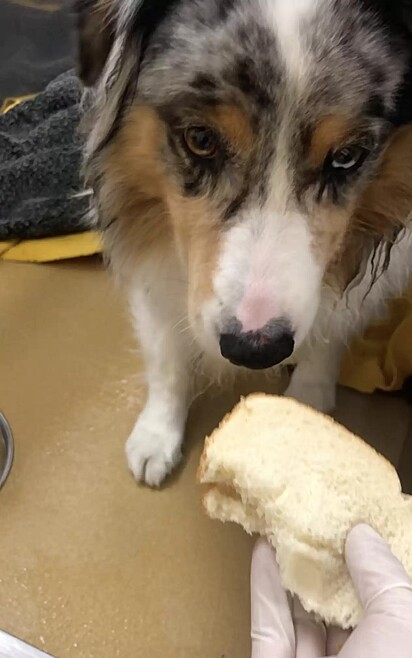 O cão pegava o sanduíche, mas não comia.