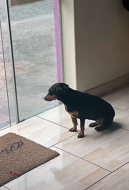 A cachorrinha observando a chuva.