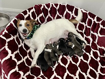 A cadelinha deu à luz nove filhotes.
