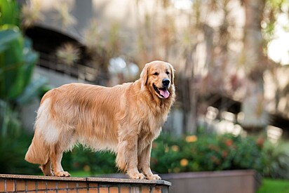 Cão da raça golden retriever