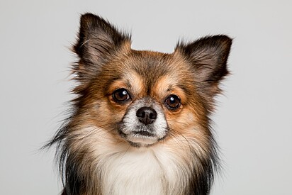 Chihuahuas são a menor raça de cães do mundo 