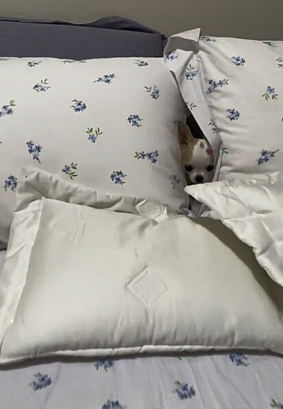 A canina mostrando apenas sua cabeça