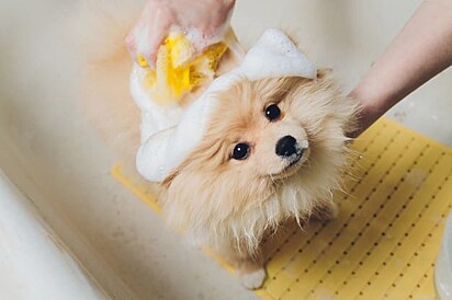 O cãozinho está tomando banho sobre um tapete de borracha