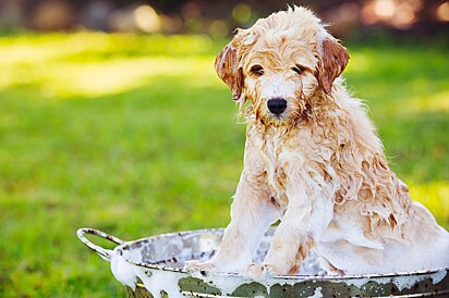 O canino está tomando banho em uma bacia
