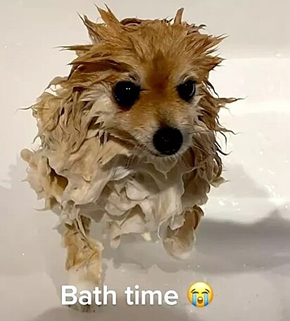Tiggy durante o banho