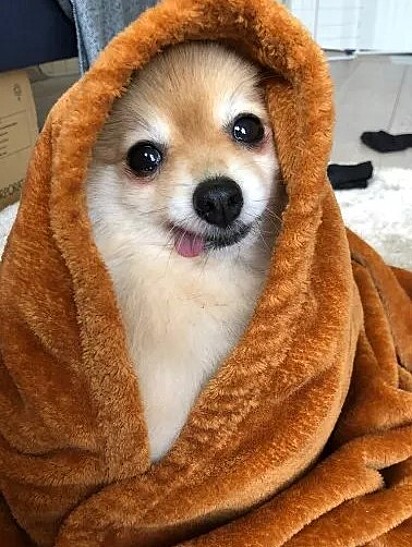 A canina está enrolada na toalha