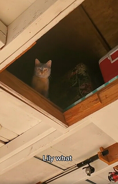 Lily está olhando pela portinha do sótão