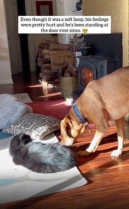 O cão está tentando pegar seu brinquedo
