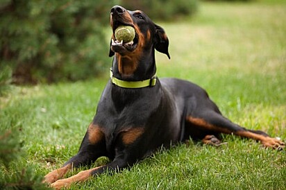 O canino está segurando uma bolinha na boca