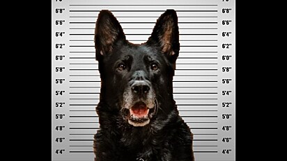Cão policial é acusado de cometer roubo. Sua foto foi compartilhada nas redes sociais do departamento.