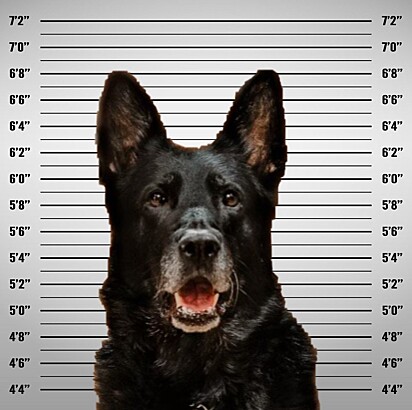 O cão policial Officer Ice.