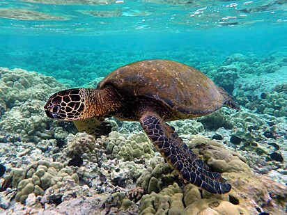 Uma tartaruga marinha verde pode chegar a pesar 230 kg.