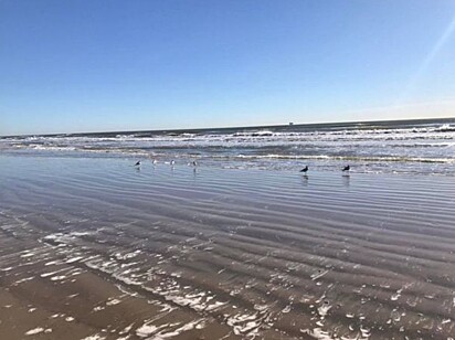 Imagem da praia que a criatura foi encontrada, em Galveston, Texas, EUA.